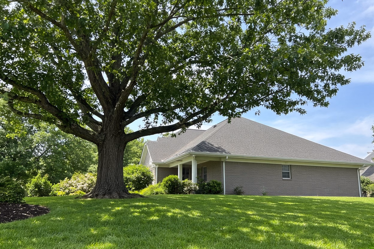 Trimmed oak clear of a house roof — Tree Trimming in Fountain Inn